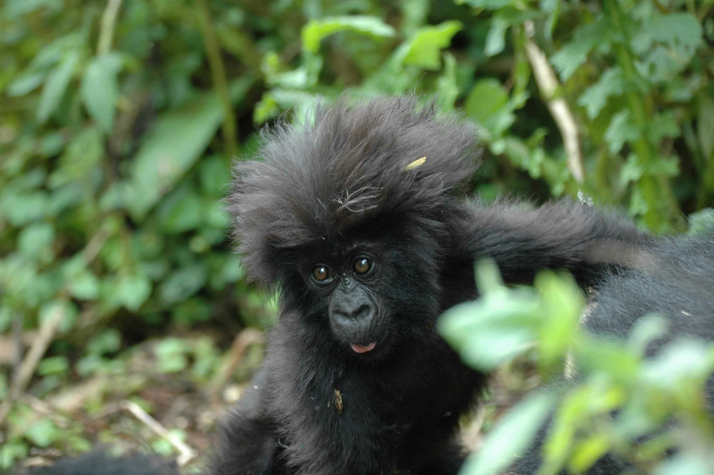 hairy gorilla